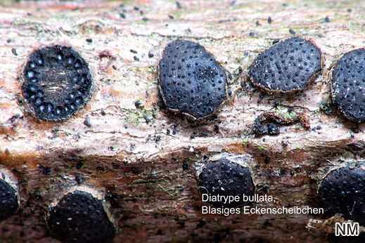Diatrype bullata - Blasiges Eckenscheibchen