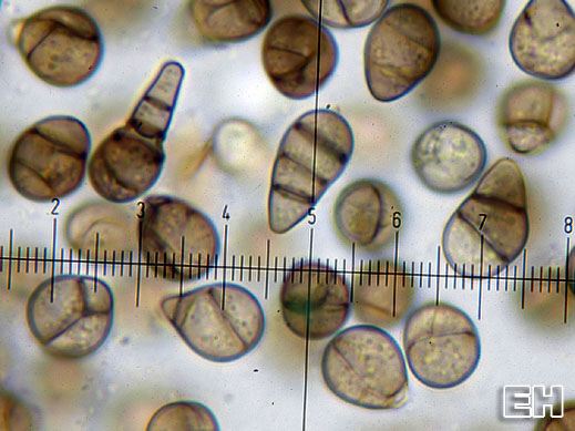 Dichomera saubinetii