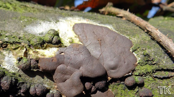 Dictydiaethalium plumbeum