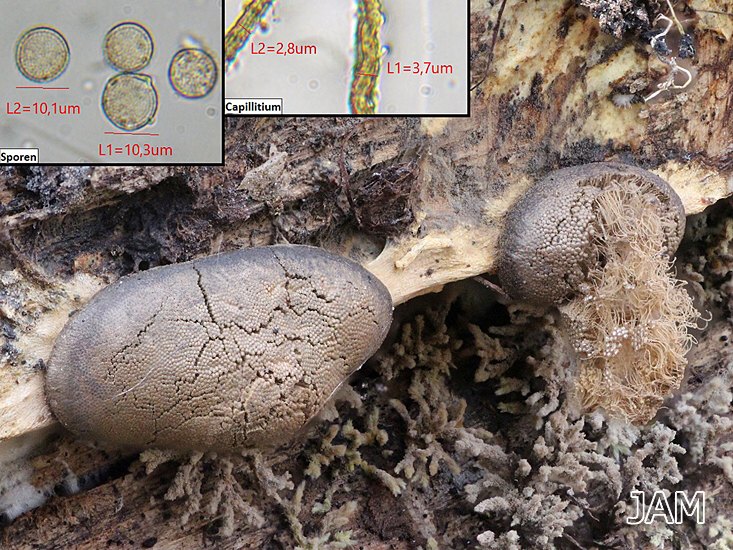 Dictydiaethalium plumbeum