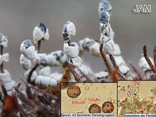 Diderma testaceum