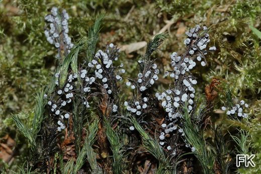Didymium melanospermum