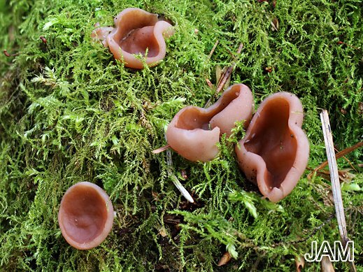 Discina ancilis - Größter Scheibling