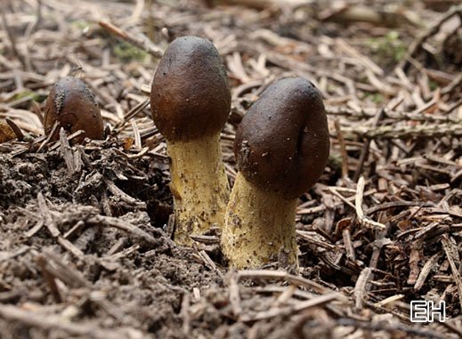 Elaphomyces capitata