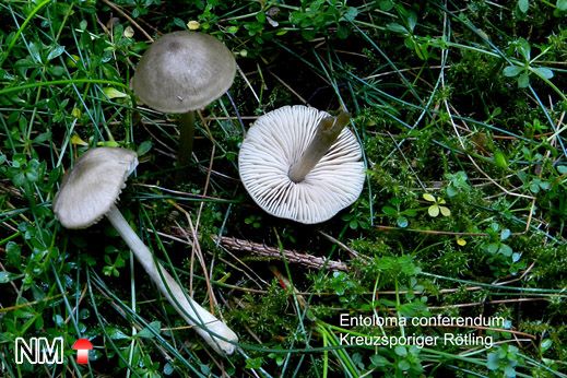 Kreuzsporiger Rötling (Entoloma conferendum)