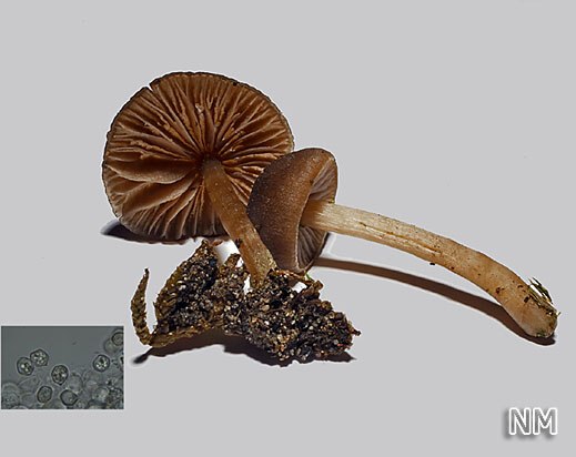 Entoloma juncinum - Rundlichsporiger Rötling