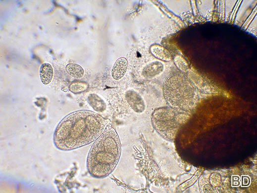 Erysiphe vanbruntiana