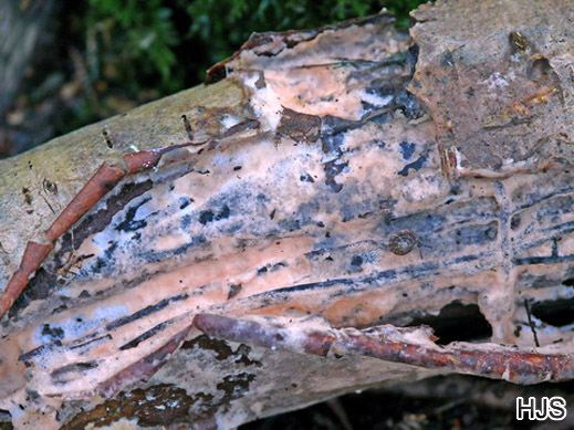 Erythricium laetum - Leuchtender Rosarindenpilz