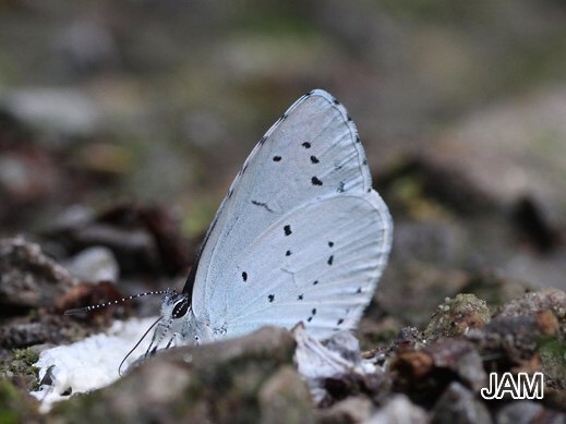 Celastrina argiolus - Faulbaum-Bläuling