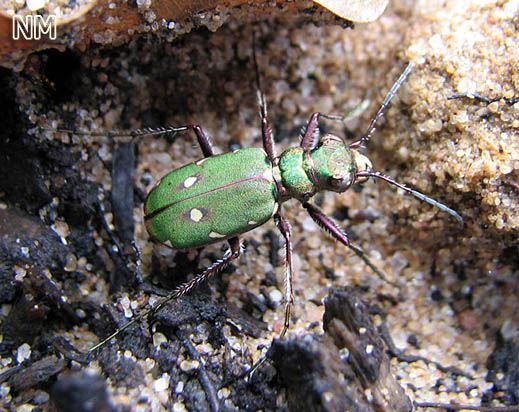 Cicindela campestris - Feldsandlaufkäfer