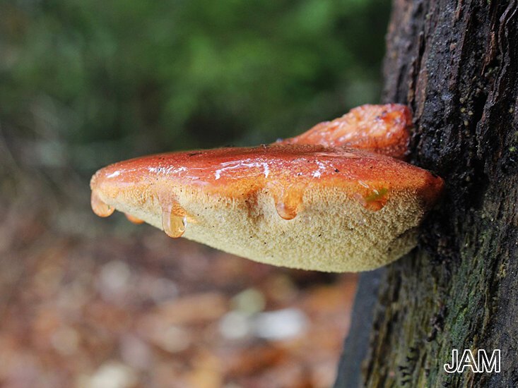 Leberreischling (Fistulina hepatica)