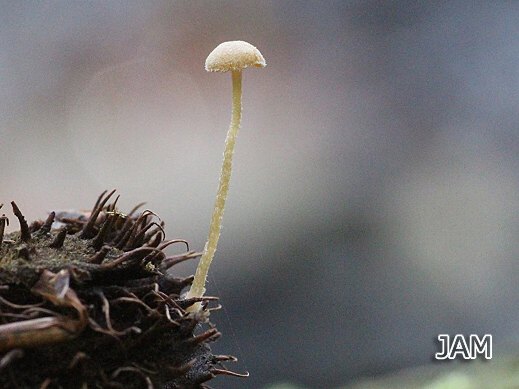 Flammulaster carpophilus - Bucheckern-Flockenschüppling