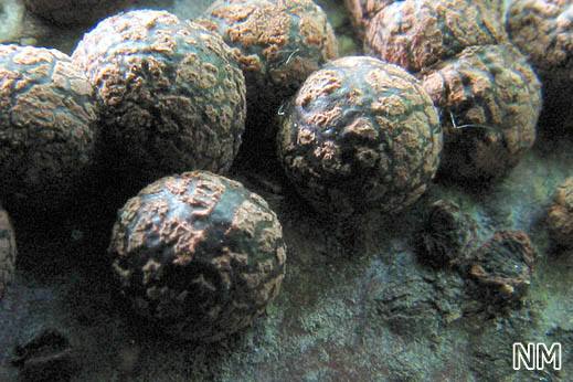 Hypoxylon fragiforme - Rötliche Kohlenbeere