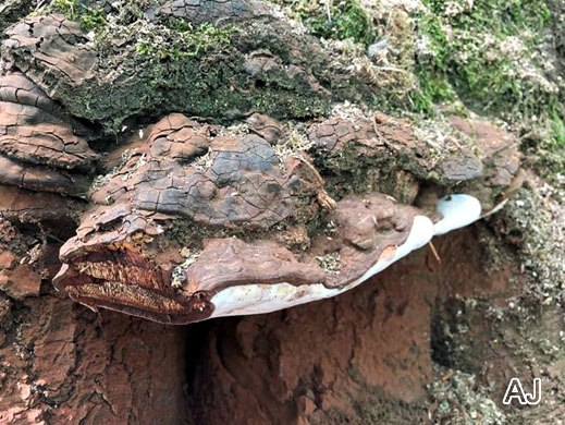 Ganoderma adspersum - Wulstiger Lackporling
