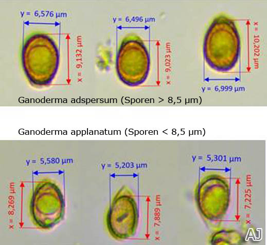 Ganoderma Sporen
