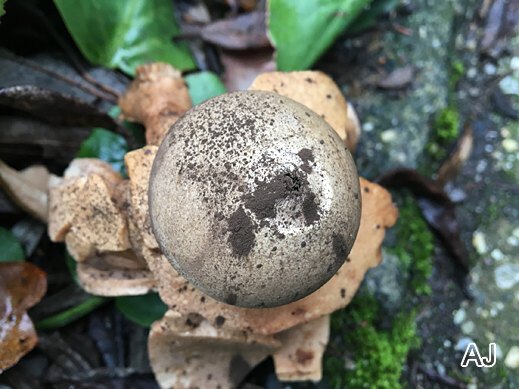Geastrum triplex - Halskrausen-Erdstern