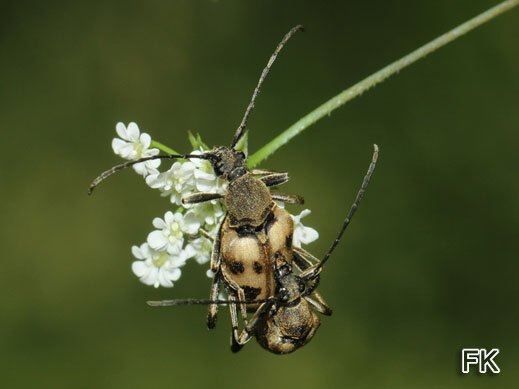 Pachytodes cerambiciformis