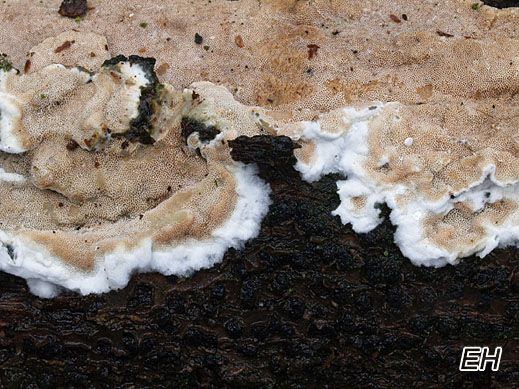 Gloeoporus dichrous - Zweifarbiger Gloeoporling