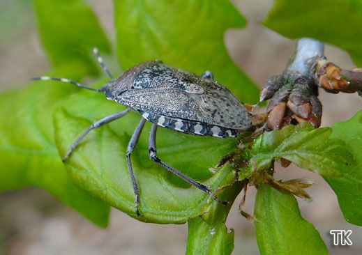 Graue Gartenwanze (Rhaphigaster nebulosa)