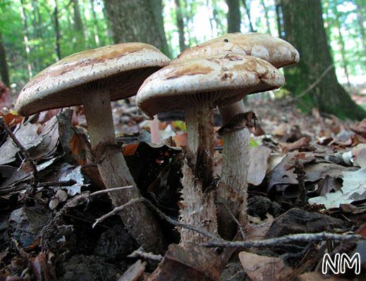 Hebeloma radicosum