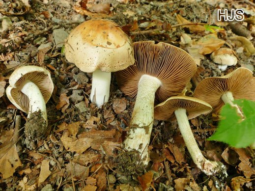 Hebeloma sinapizans Flockigstieliger Rettich-Fälbling