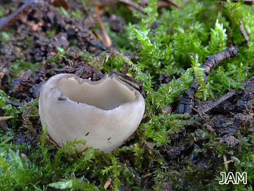 Helvella leucomelaena - Schwarzweißer Rippenbecherling