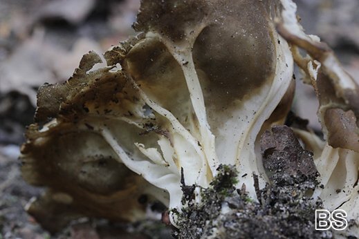 Helvella acetabulum - Hochgerippter Becherling