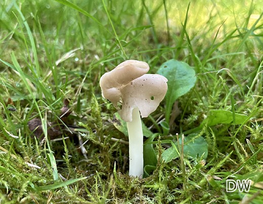 Helvella elastica - Elastische Lorchel