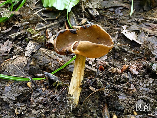 Helvella solitaria (= H. queletii) Rillstielige Lorchel