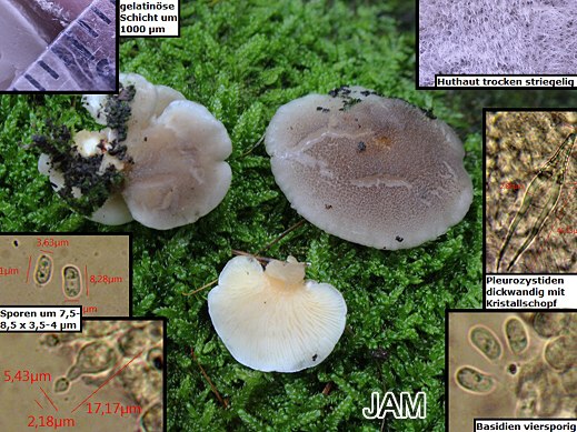 Hohenbuehelia mastrucata - Pelziger Muscheling
