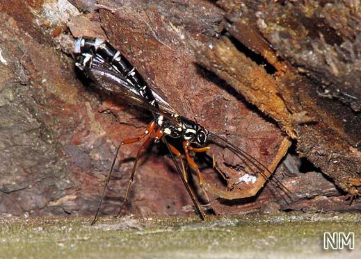 Rhyssa persuasoria