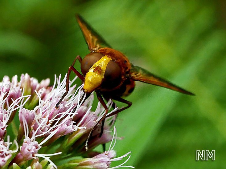 Volucella zonaria - Hornissen-Schwebfliege