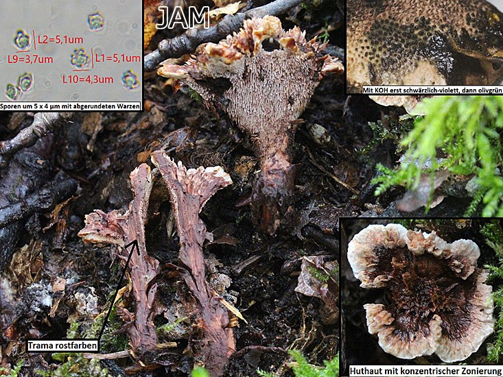Gezonter Korkstacheling (Hydnellum concrescens)