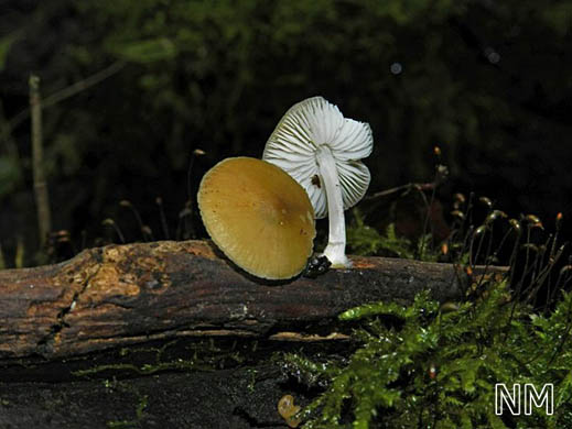 Hydropus subalpinus - Buchenwaldwasserfuß