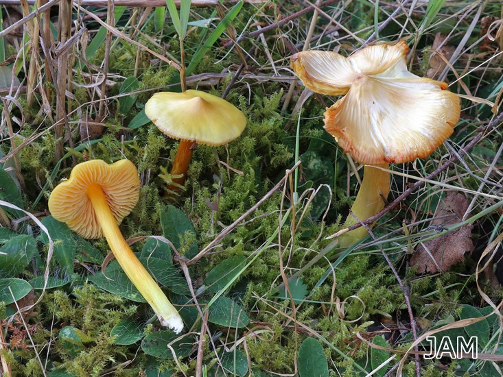 Safrangelber Saftling (Hygrocybe acutoconica)