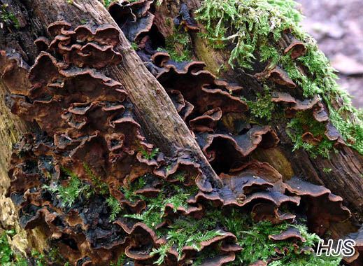 Hymenochaete rubiginosa - Umberbrauner Borstenscheibling