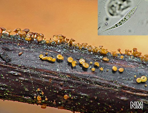 Hymenoscyphus dearnessii - Dearness Schildbecherchen