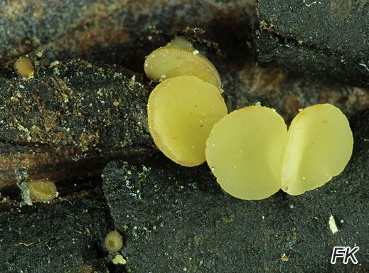 Hymenoscyphus imberbis -Bruchwaldweißbecherchen