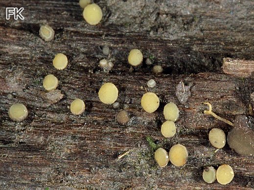 Hymenoscyphus laetus