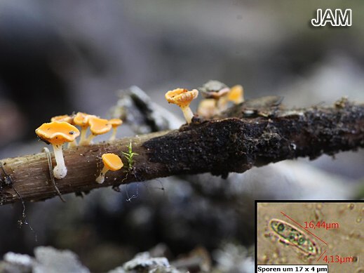 Hymenoscyphus menthae - Krautstängelbecherchen