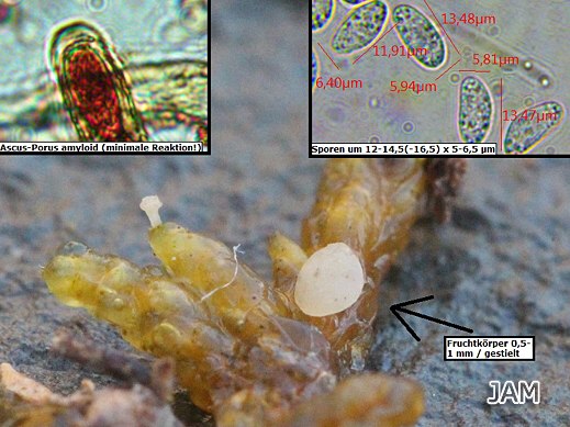 Hymenoscyphus rhytidiadelphi