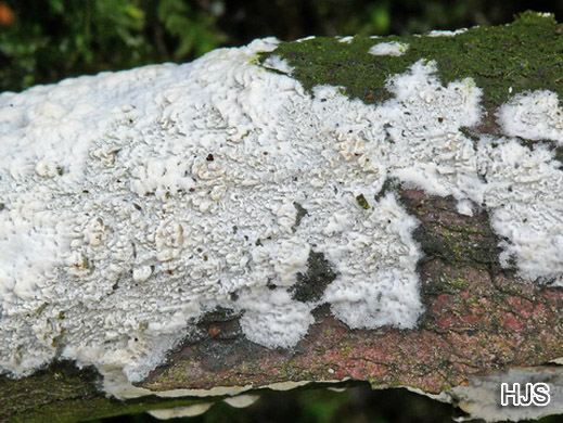 Hyphodontia barba-jovis - Bärtiger Zähnchenrindenpilz
