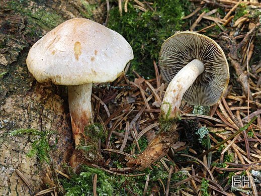 Hypholoma radicosum