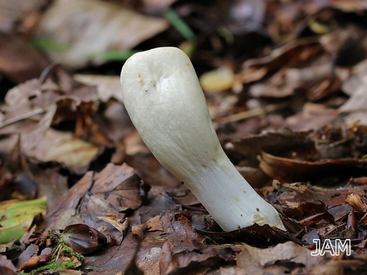 Weiße Pustelkeule (Hypocrea leucopus)