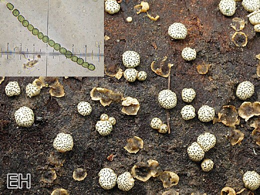 Hypocrea strictipilosa - Ungleichsporiger Kissenpustelpilz