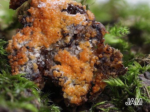 Hypomyces aurantius - Goldgelber Schmarotzerpustelpilz