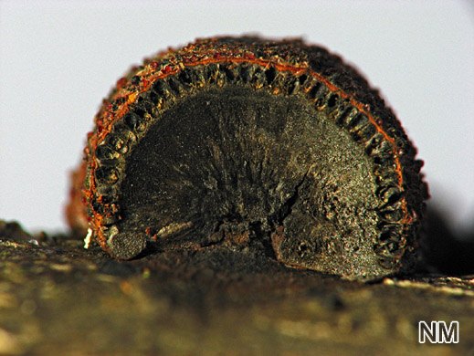 Hypoxylon howeianum - Zimtbraune Kohlenbeere