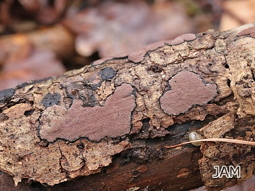 Hypoxylon petriniae