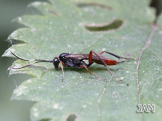 Ichneumon spec. - Schlupfwespe