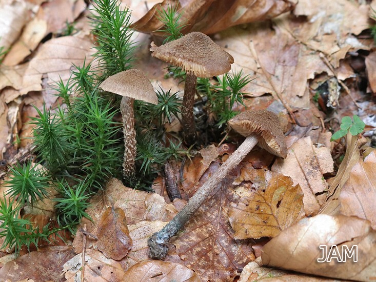Blaufüßiger Rißpilz (Inocybe calamistrata )